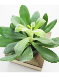 Senecio con supporto in legno 2