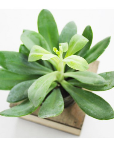 Senecio con supporto in legno