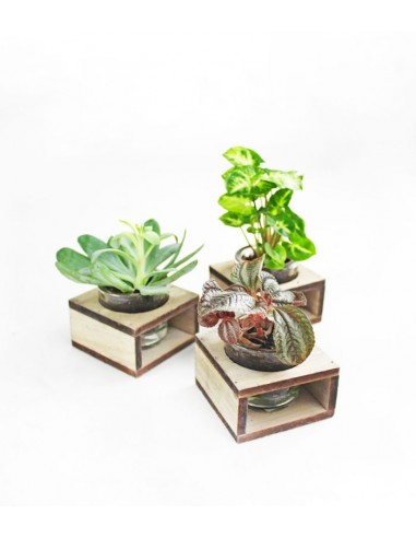 Senecio con supporto in legno