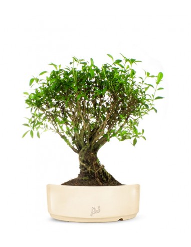 Serissa