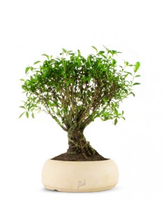 Serissa 2