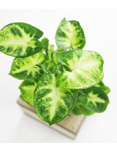 Singonio con supporto in legno 2