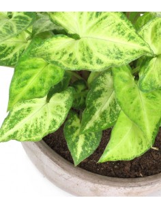 Singonio con vaso ciotola... 2