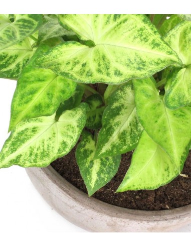 Singonio con vaso ciotola in...