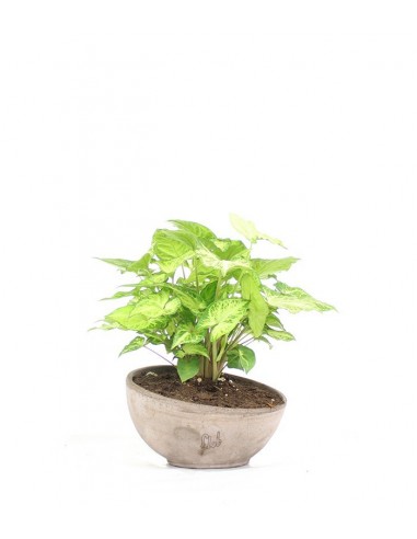 Singonio con vaso ciotola in...