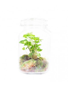 Singonio in mini serra