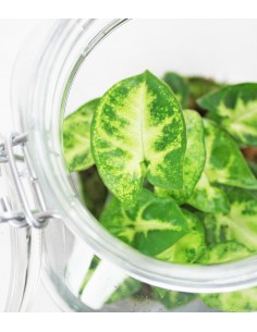 Singonio in mini serra 2