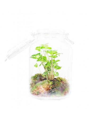 Singonio in mini serra