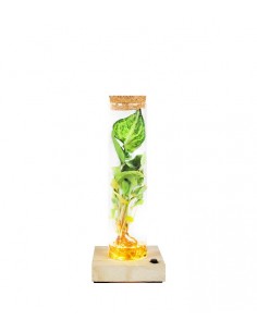 Singonio in vetro con led