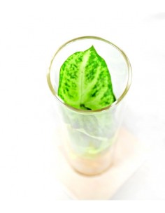 Singonio in vetro con led 2