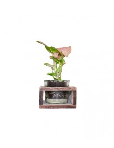 Singonio rosa con supporto...