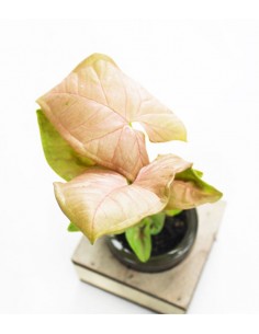 Singonio rosa con supporto... 2