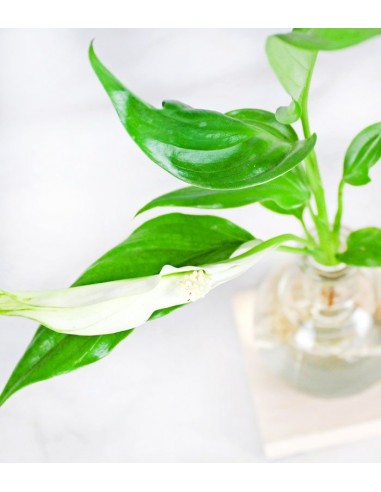 Spatifillo Sfera con led