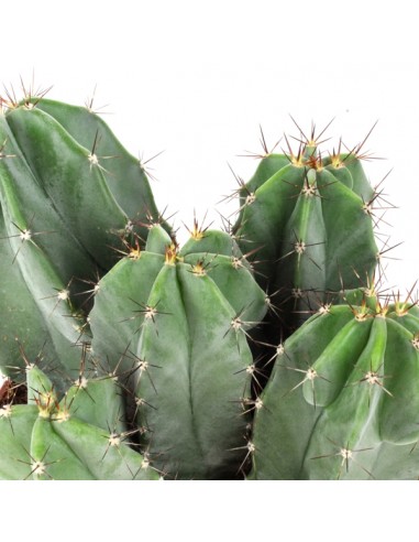 Stenocereus pruinoso