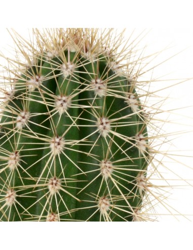 Stenocereus thurberi