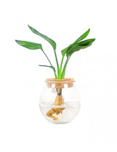 Strelitzia idroponica in...