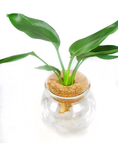 Strelitzia idroponica in vetro sfera