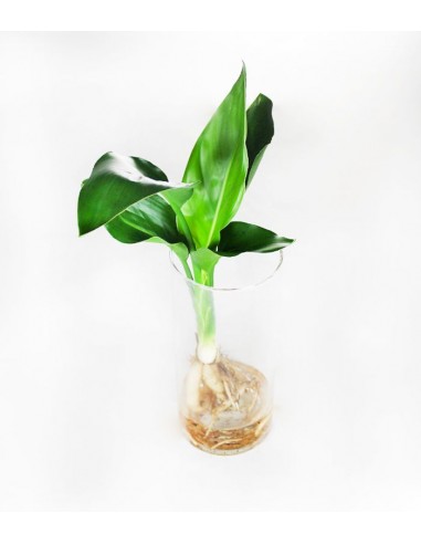 Strelitzia in vetro