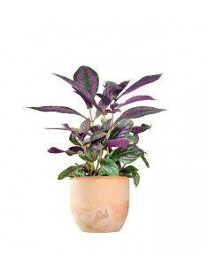 Strobilanthes Dyerianus 2