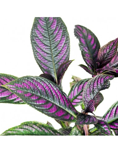 Strobilanthes Dyerianus