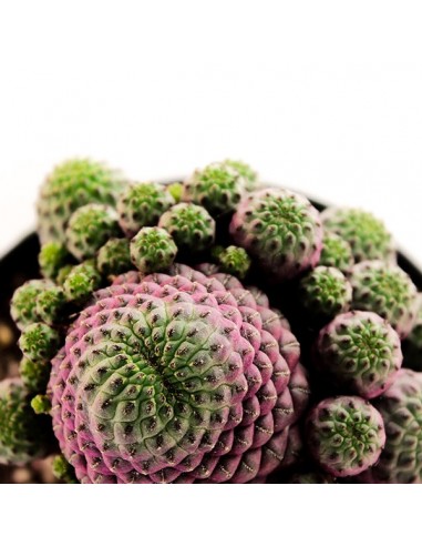 Sulcorebutia rauschii