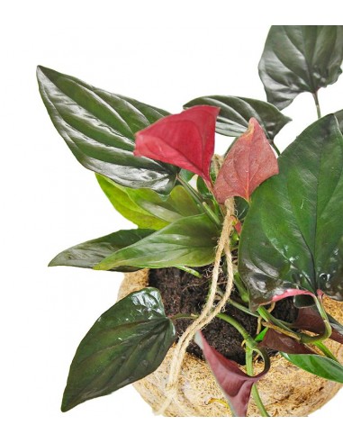 Syngonium erythrophyllum