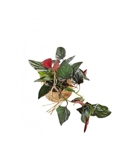 Syngonium erythrophyllum