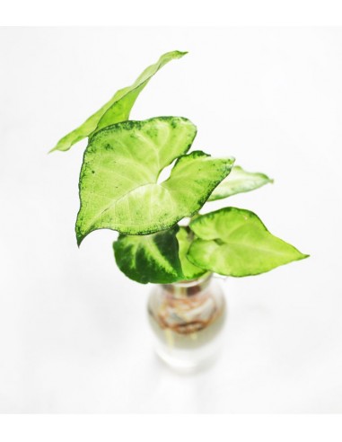 Syngonium idroponica con supporto in...