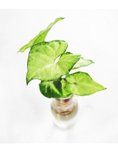 Syngonium idroponica in... 2