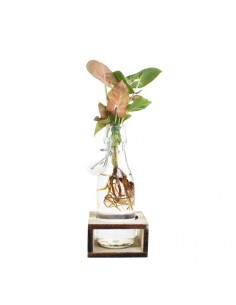 Syngonium rosa idroponica...