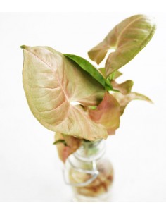 Syngonium rosa idroponica... 2