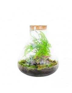 Terrarium in vetro con mix...