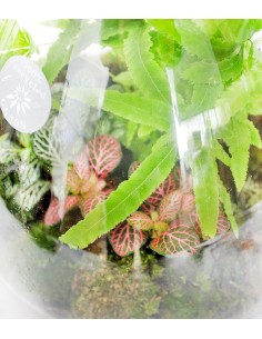 Terrarium in vetro con mix... 2