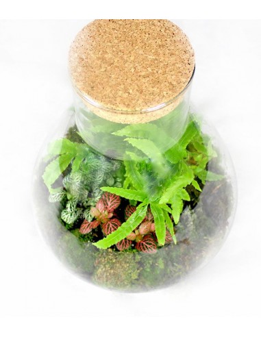 Terrarium in vetro con mix piante verdi