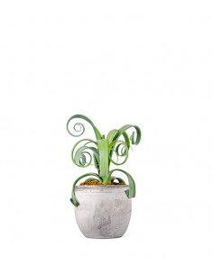 Tillandsia arricciata