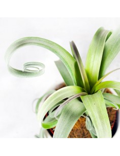 Tillandsia arricciata 2
