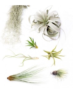 Tillandsia Box Large