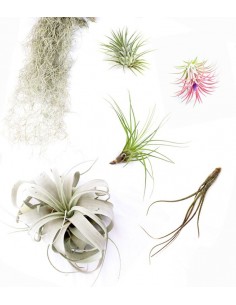 Tillandsia Box Medium