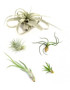 Tillandsia Box Small