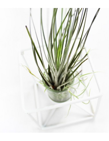 Tillandsia con supporto colore bianco