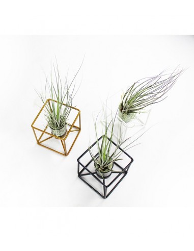 Tillandsia con supporto colore bianco