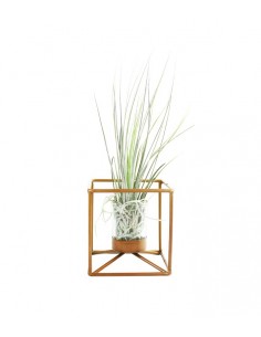 Tillandsia con supporto...