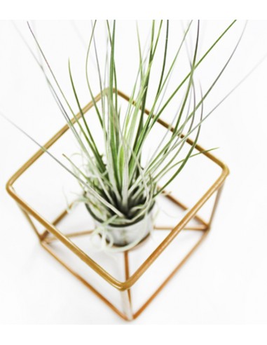 Tillandsia con supporto colore bronzo