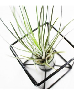 Tillandsia con supporto... 2