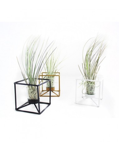 Tillandsia con supporto colore nero