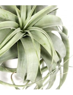 Tillandsia con vaso Flob