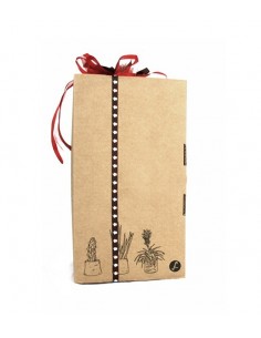 Tillandsia con vaso Flob 2