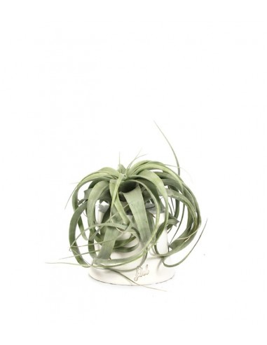 Tillandsia con vaso Flob