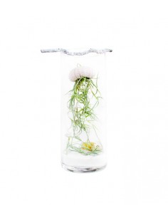 Tillandsia in vetro medusa