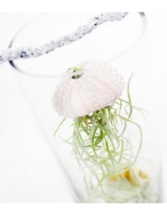 Tillandsia in vetro medusa 2